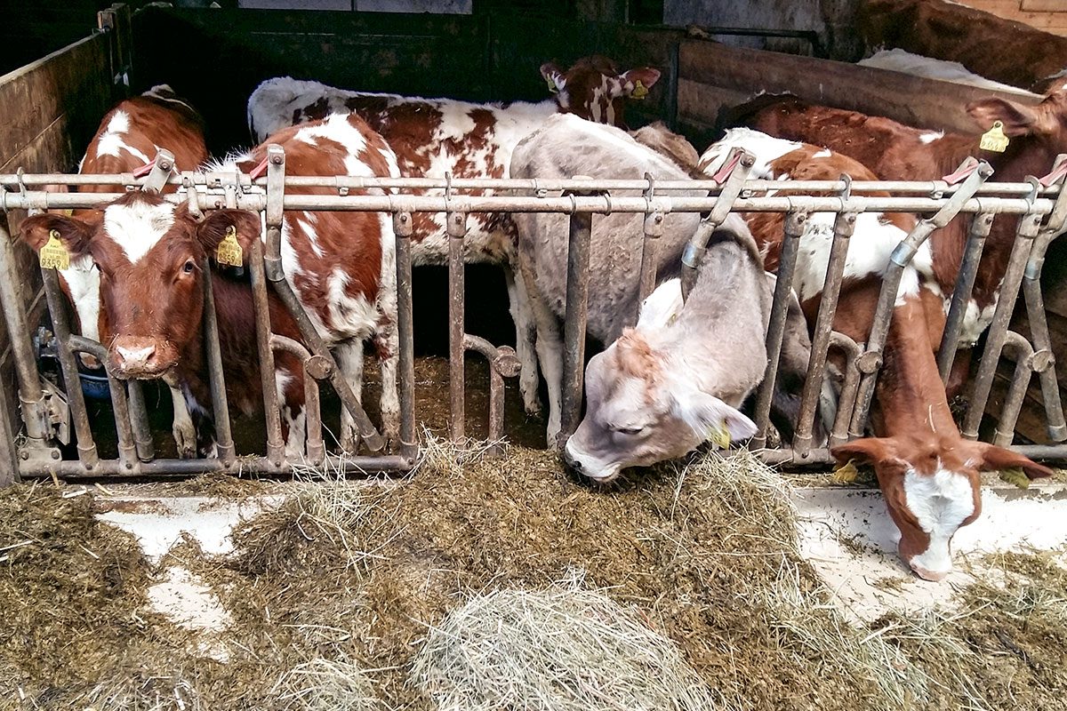 Tiere - Bauernhofurlaub in Flachau, Salzburg